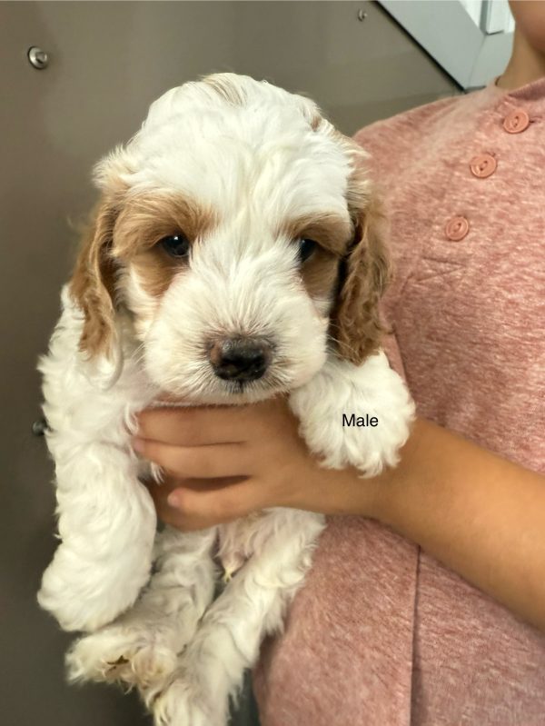 Tracy & Ranger F1B Micro Mini-Bernedoodle Early Litter Reservation - Available 7/20/25 - Image 6