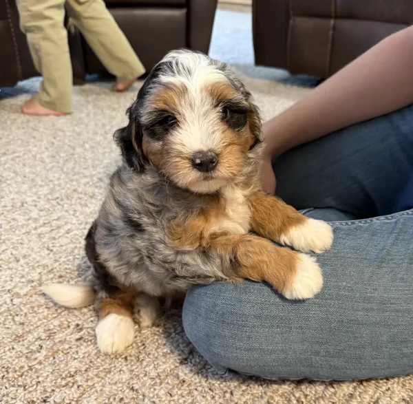 Mr. Smokey the F1B Micro Mini-Bernedoodle (Blue Merle Tri-Color) puppy
