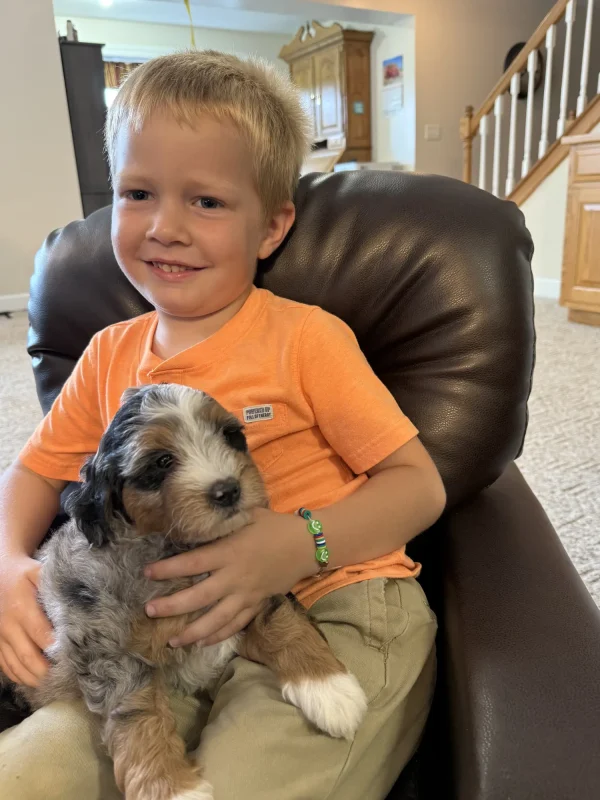 Mr. Smokey the F1B Micro Mini-Bernedoodle (Blue Merle Tri-Color) - Image 8