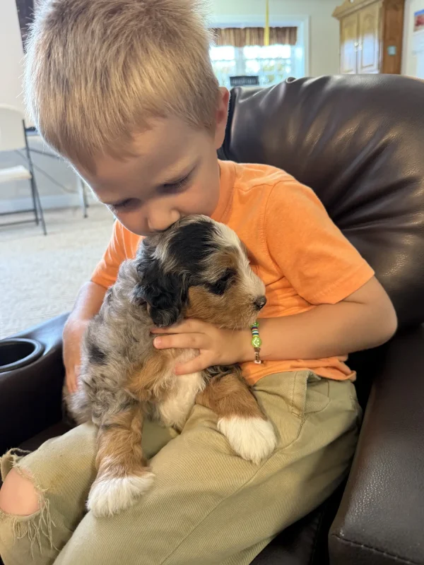 Mr. Smokey the F1B Micro Mini-Bernedoodle (Blue Merle Tri-Color) - Image 6