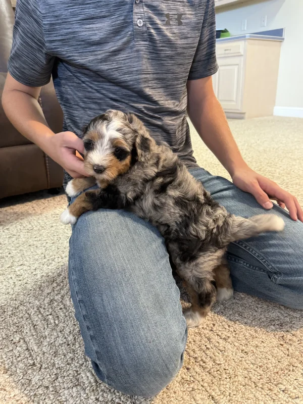 Mr. Smokey the F1B Micro Mini-Bernedoodle (Blue Merle Tri-Color) - Image 3