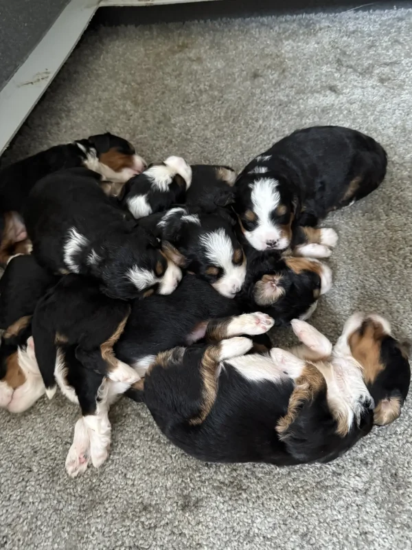 Lenny & Ronald Mini-Bernedoodle Early Litter Reservation - Available 8/12/25 - Image 2