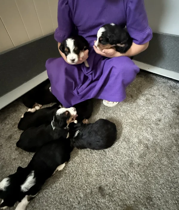Lenny & Ronald Mini-Bernedoodle Early Litter Reservation - Available 8/12/25 - Image 3
