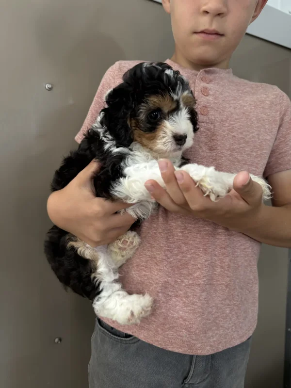 Tracy & Ranger F1B Micro Mini-Bernedoodle Early Litter Reservation – Available 7/20/25 puppy