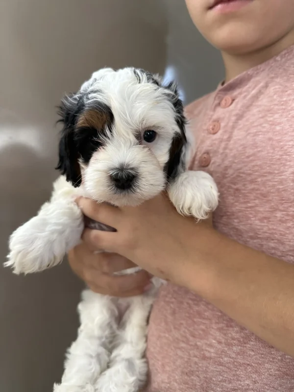 Tracy & Ranger F1B Micro Mini-Bernedoodle Early Litter Reservation - Available 7/20/25 - Image 8