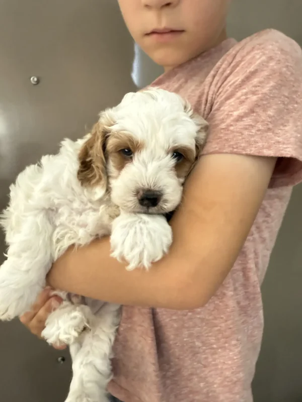 Tracy & Ranger F1B Micro Mini-Bernedoodle Early Litter Reservation - Available 7/20/25 - Image 9