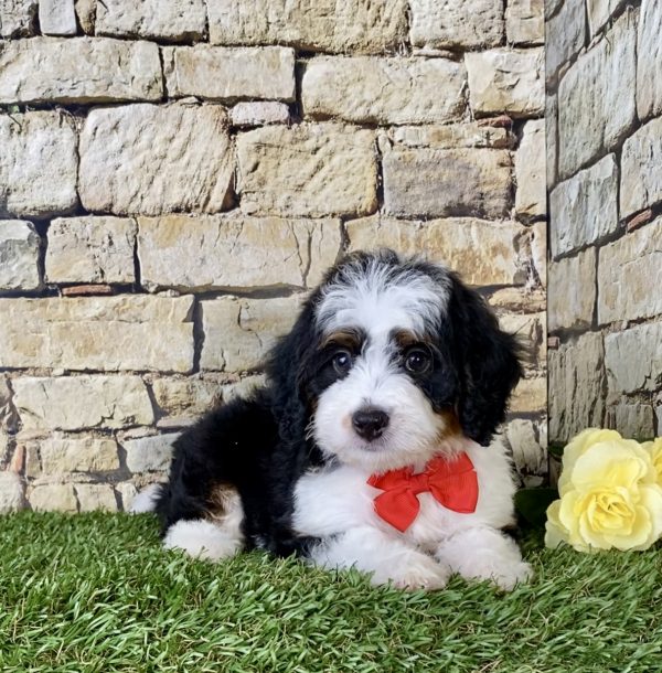 Mr. Majesty the Mini-Bernedoodle - Image 2