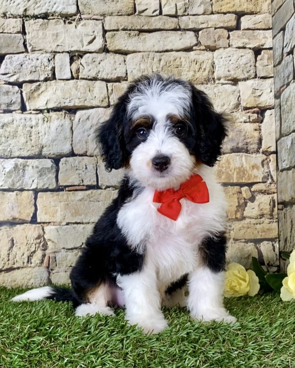 Mr. Majesty the Mini-Bernedoodle