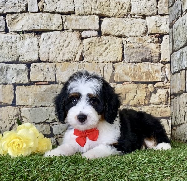 Mr. Majesty the Mini-Bernedoodle - Image 3
