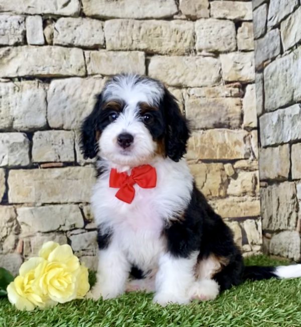 Mr. Majesty the Mini-Bernedoodle - Image 4