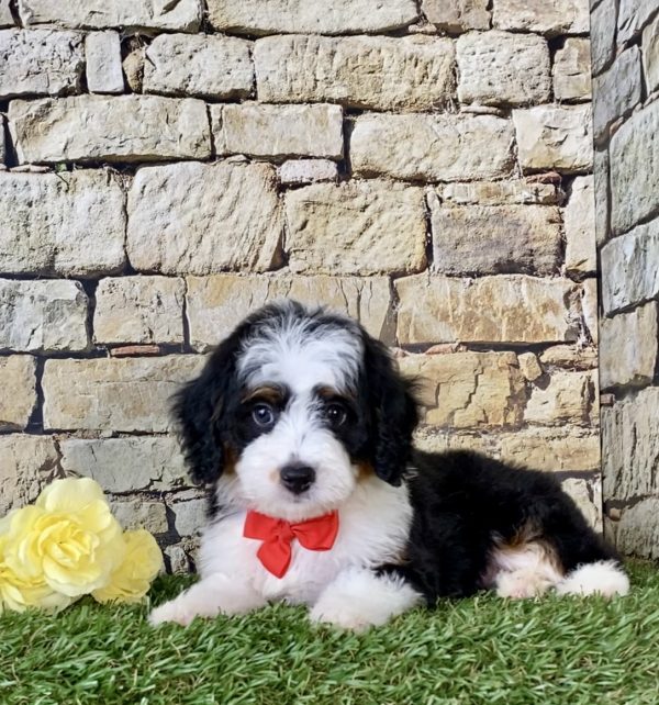Mr. Majesty the Mini-Bernedoodle - Image 5