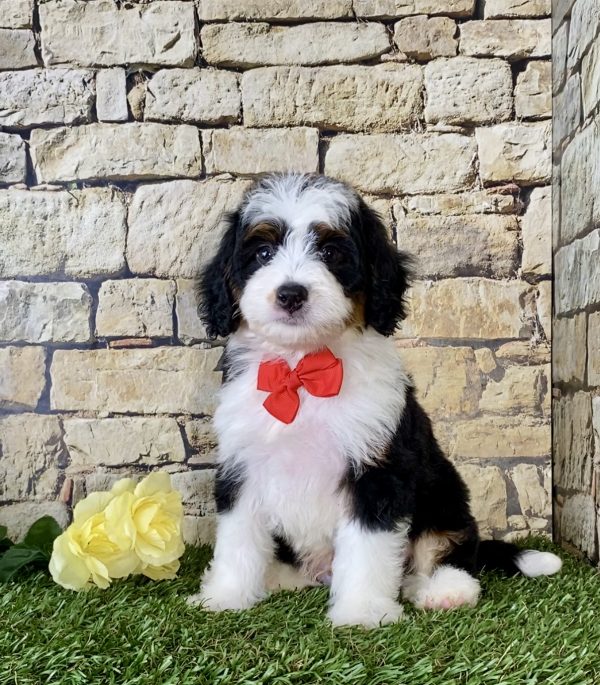 Mr. Majesty the Mini-Bernedoodle - Image 6
