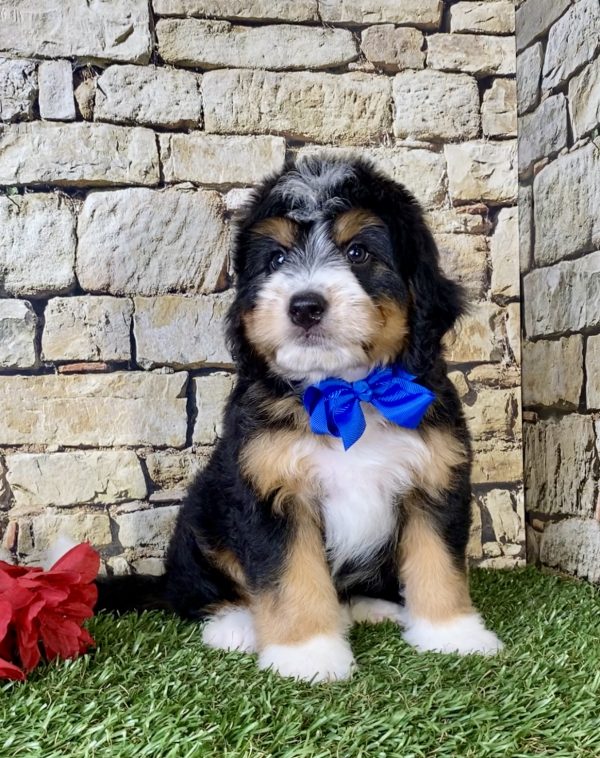 Mr. Owen the Mini-Bernedoodle - Image 5