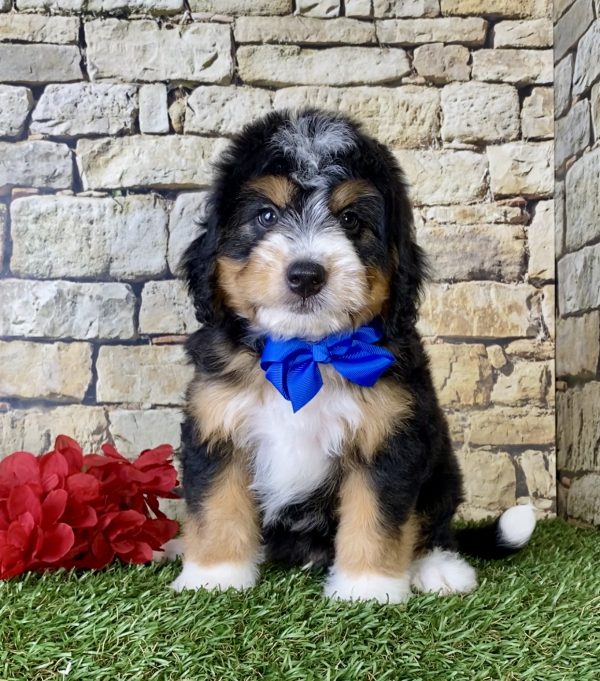 Mr. Owen the Mini-Bernedoodle puppy