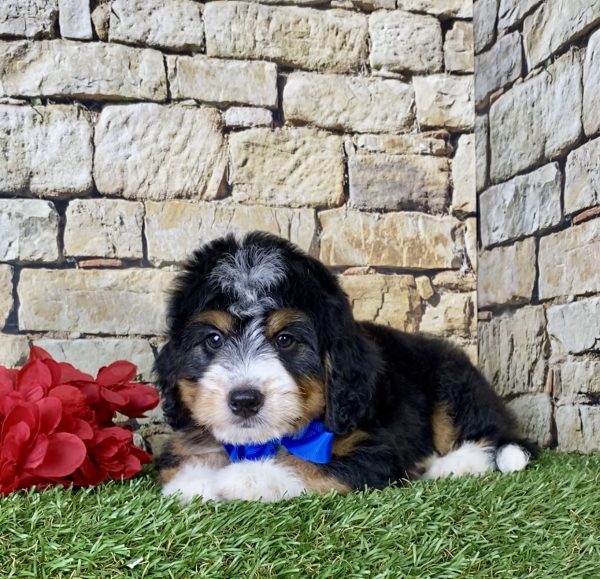 Mr. Owen the Mini-Bernedoodle - Image 3
