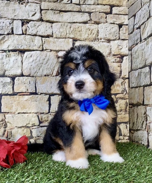 Mr. Owen the Mini-Bernedoodle - Image 2