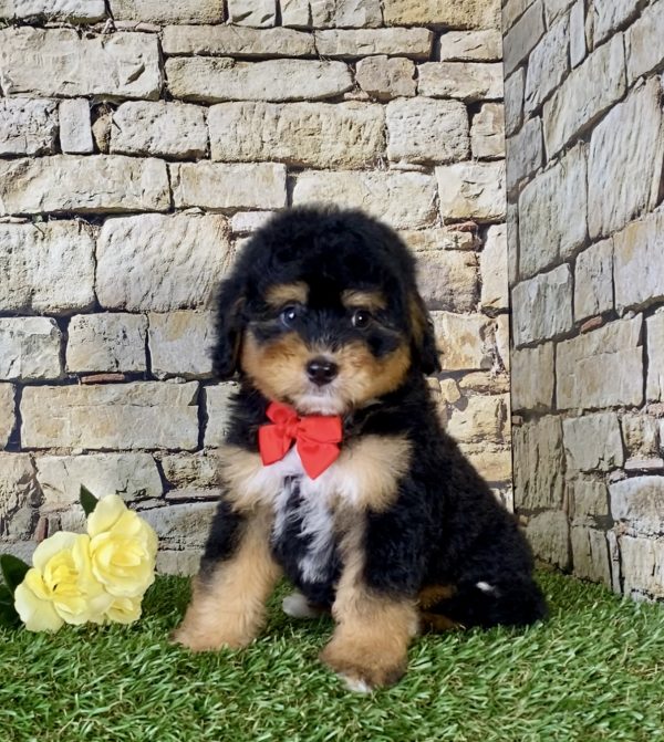 Mr. Nebo the Mini-Bernedoodle - Image 2