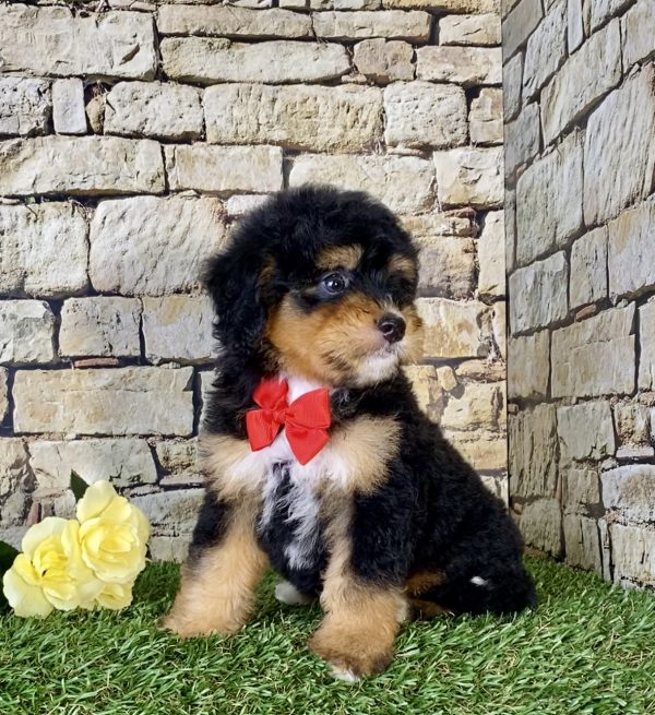 Mr. Nebo the Mini-Bernedoodle - Image 3