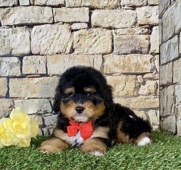Mr. Nebo the Mini-Bernedoodle - Image 4