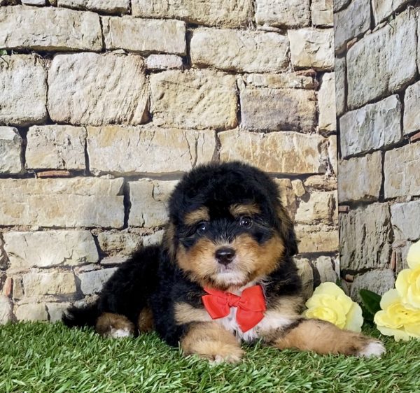 Mr. Nebo the Mini-Bernedoodle - Image 5