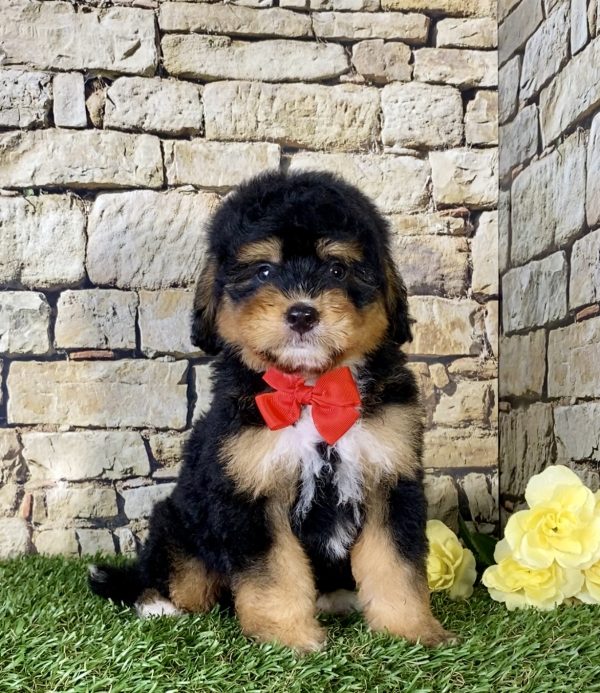 Mr. Nebo the Mini-Bernedoodle puppy