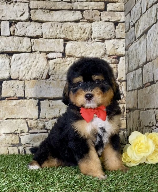 Mr. Nebo the Mini-Bernedoodle - Image 6