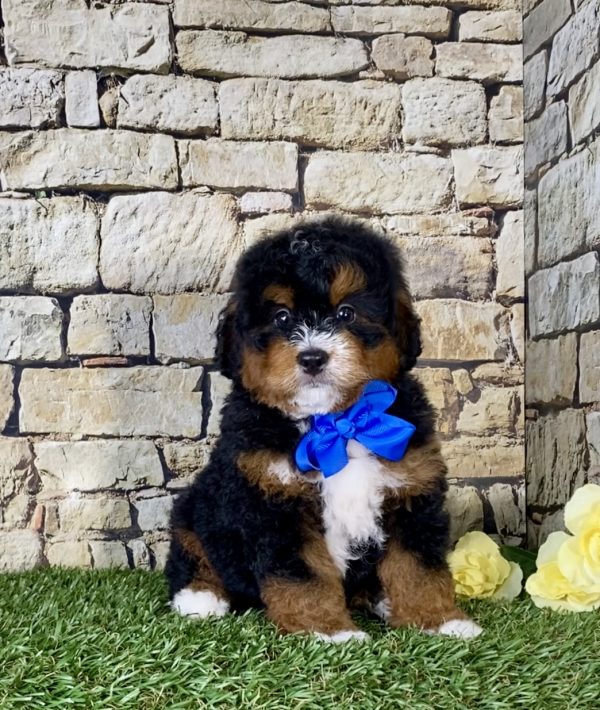 Mr. Norm the Mini-Bernedoodle puppy