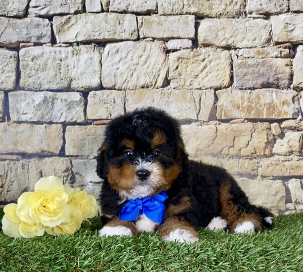 Mr. Norm the Mini-Bernedoodle - Image 2