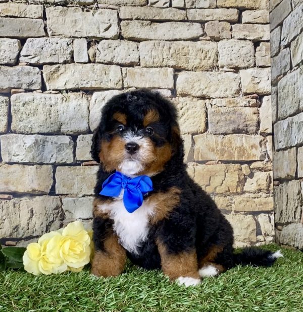 Mr. Norm the Mini-Bernedoodle - Image 3