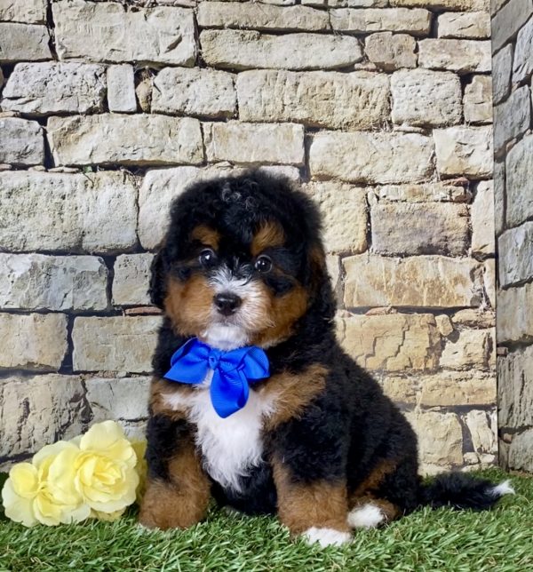 Mr. Norm the Mini-Bernedoodle - Image 4