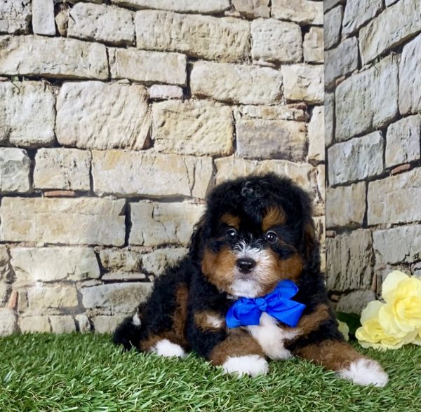 Mr. Norm the Mini-Bernedoodle - Image 5
