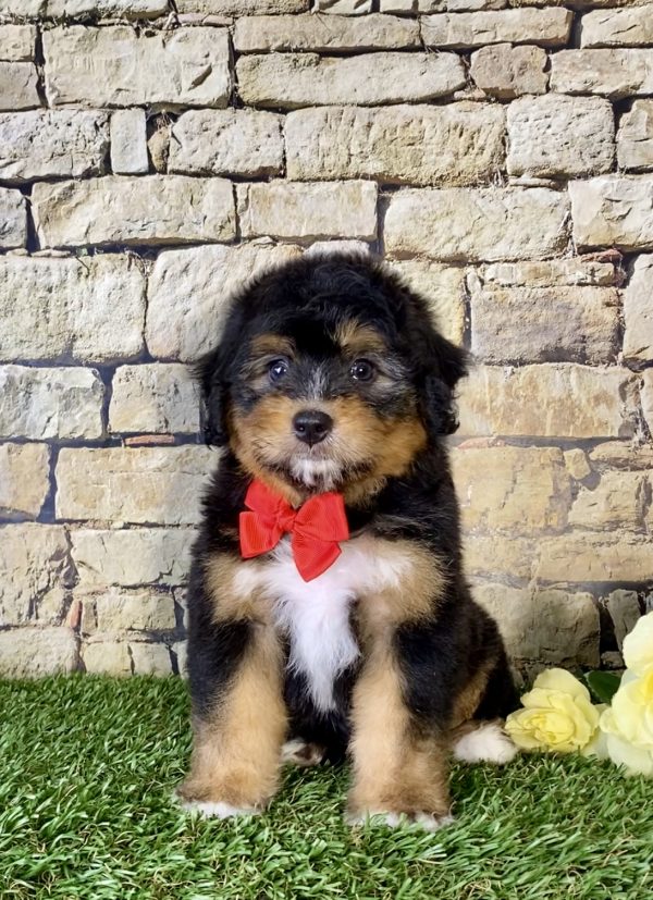 Mr. Nate the Mini-Bernedoodle - Image 2