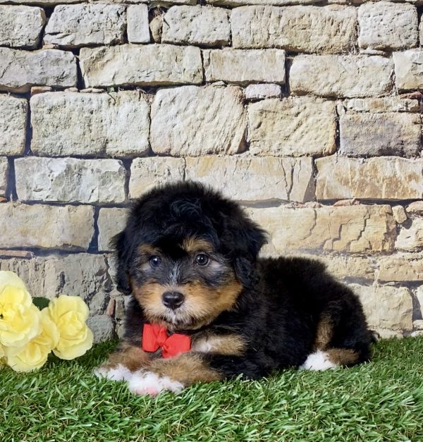 Mr. Nate the Mini-Bernedoodle - Image 3