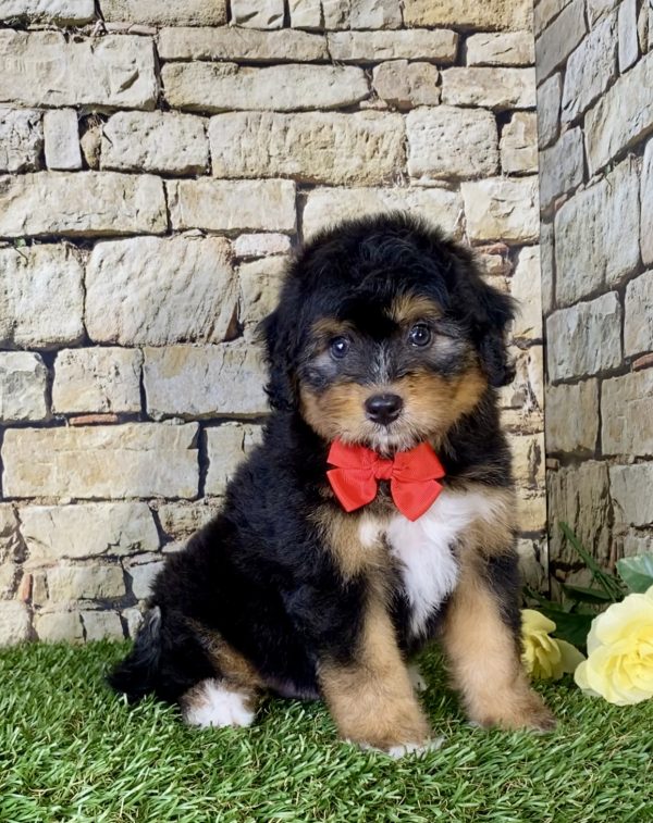 Mr. Nate the Mini-Bernedoodle - Image 4