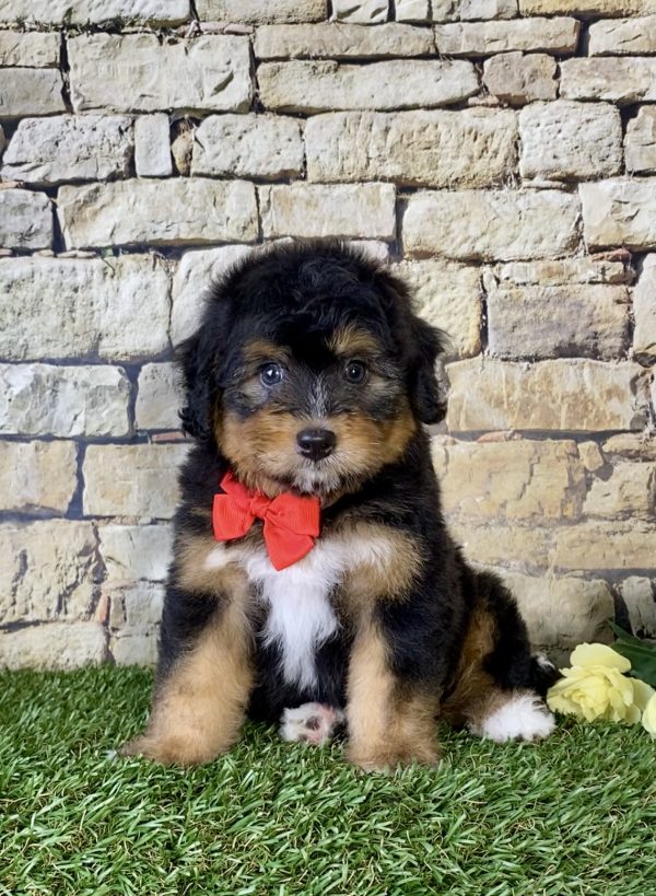 Mr. Nate the Mini-Bernedoodle - Image 5
