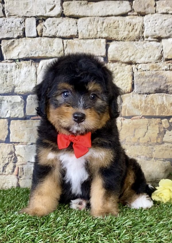 Mr. Nate the Mini-Bernedoodle