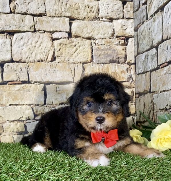 Mr. Nate the Mini-Bernedoodle - Image 6