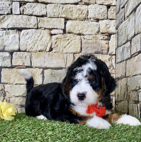 Mr. Olen the Mini-Bernedoodle - Image 2