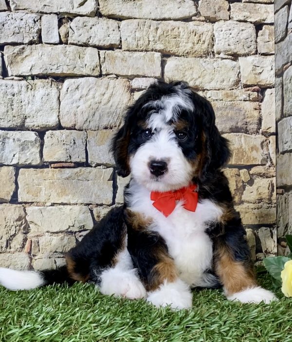 Mr. Olen the Mini-Bernedoodle - Image 3