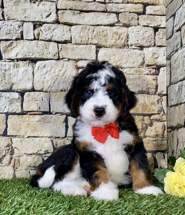 Mr. Olen the Mini-Bernedoodle - Image 4