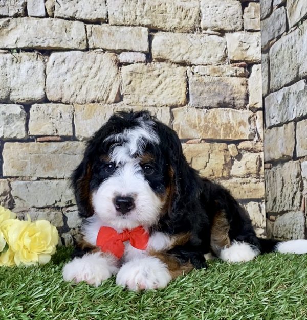 Mr. Olen the Mini-Bernedoodle - Image 5
