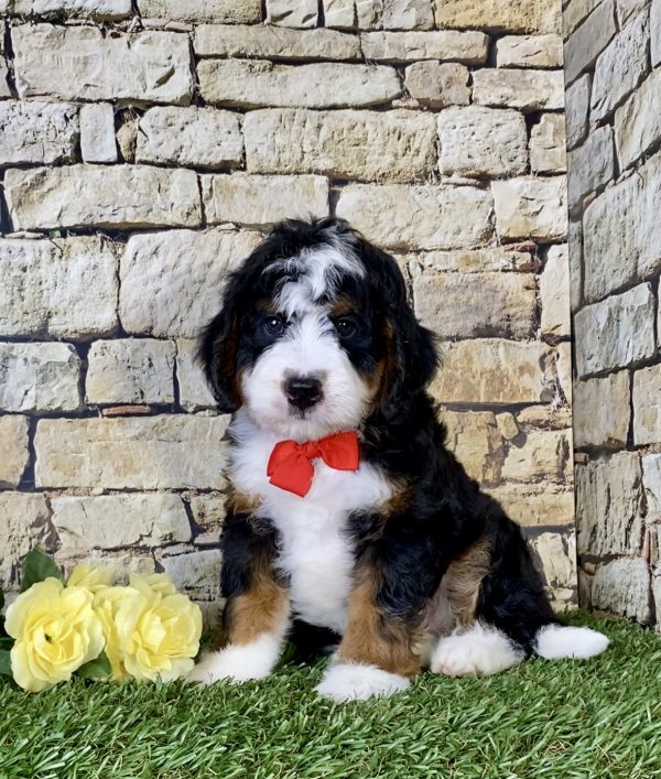 Mr. Olen the Mini-Bernedoodle - Image 7