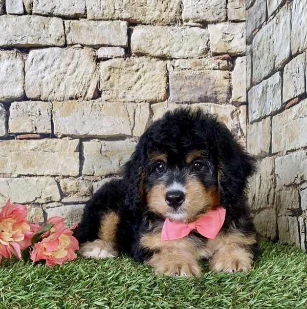 Ms. Melody the Mini-Bernedoodle - Image 2