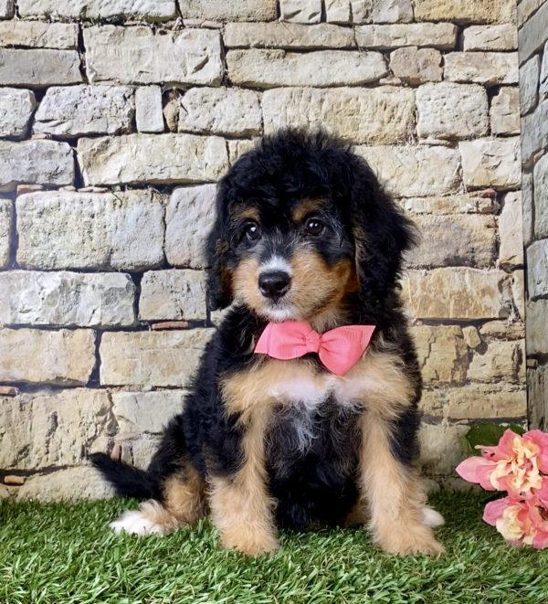 Ms. Melody the Mini-Bernedoodle