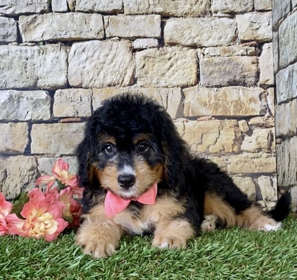 Ms. Melody the Mini-Bernedoodle - Image 3