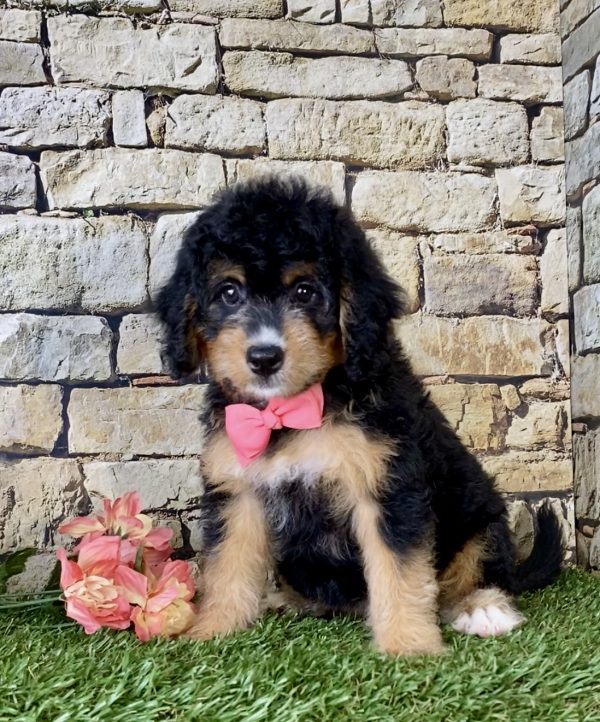 Ms. Melody the Mini-Bernedoodle - Image 4