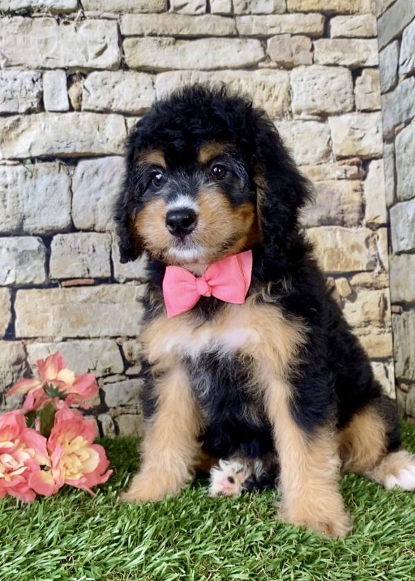 Ms. Melody the Mini-Bernedoodle - Image 5