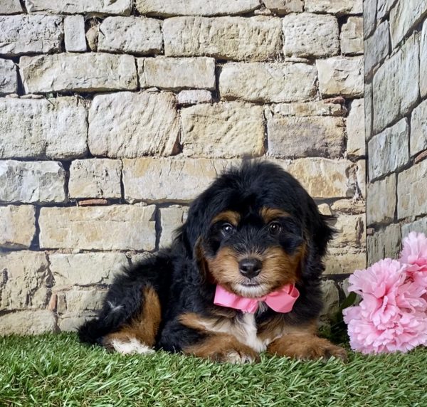 Ms. Misty the Mini-Bernedoodle - Image 2