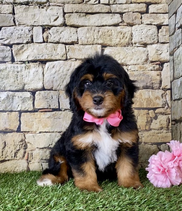 Ms. Misty the Mini-Bernedoodle