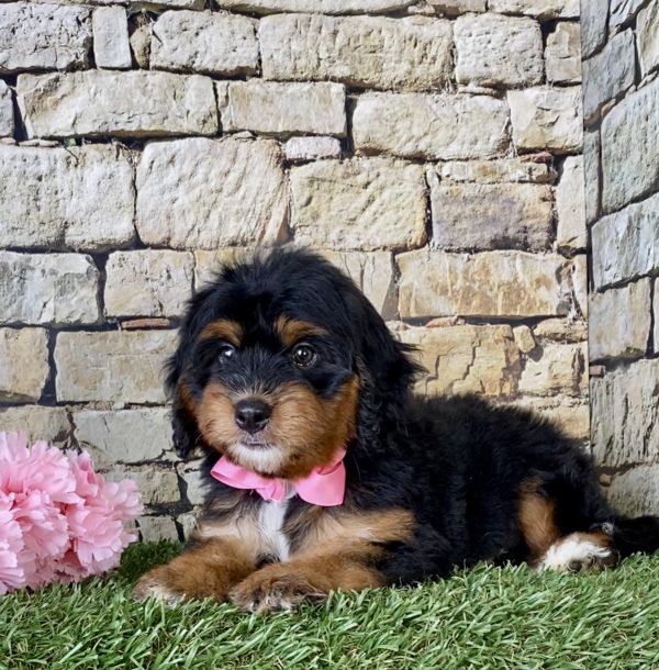 Ms. Misty the Mini-Bernedoodle - Image 3